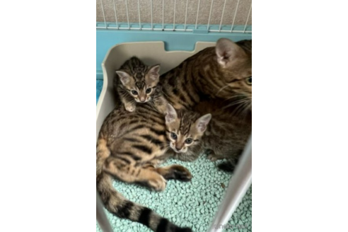 成約済の千葉県のベンガル-54627の4枚目